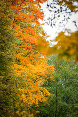Autumn forest lake landscape. colored leaves, maple trees