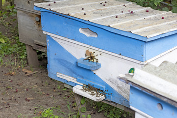 bee apiaryseveral bee houses in spring sunset time