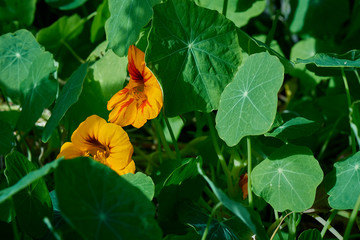 Two orange and red nasturtium flowers nested in green foliage.