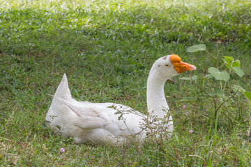 Goose in park