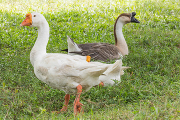Gooses in park