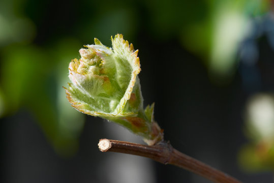 Young Grape Vine New Growth, A Bud On A Branch In Morning Spring Sun.