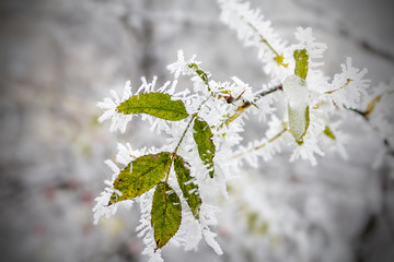 Leaf hanging on a tree covered with hoarfrost. Morning frost deposition. Early frosts, freezing, soft rime.
