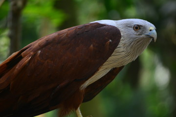Eagle