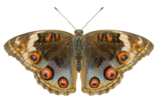 Buckeye Butterfly isolated on white