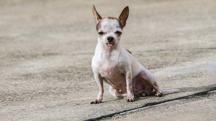 Chihuahua dog sunbathing