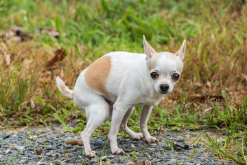 Chihuahua dog pooping