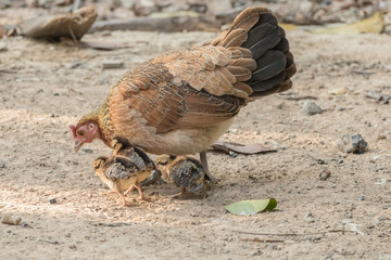 Hen with chickens