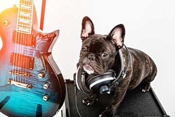 French bulldog with headphones , guitar, amplifier 