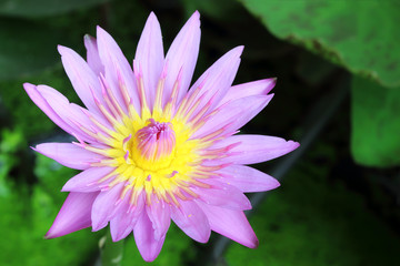 beautiful waterlily or lotus flower in pond