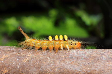 Caterpillar of butterfly in southeast asia