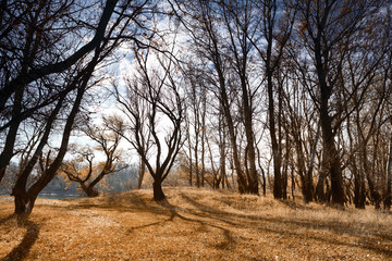 autumn forest, bright beautiful landscape, yellow leaves and trees