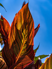 Rote Blätter einer Pflanze im Sonnenschein