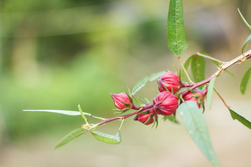 Roselle Fruit