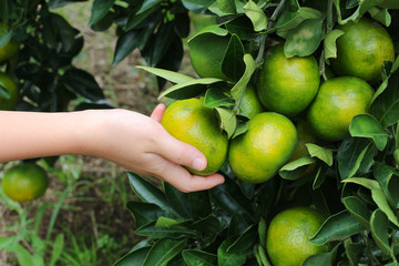 みかん農園のみかん