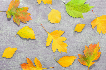 Fototapeta na wymiar Autumn multi-colored old leaves on wooden background, grunge, vintage style, 