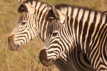 Fototapeta na wymiar Zebra in the African bushveld