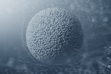 Female egg cell and sperm on a gray background. Concept of fertilization and start pregnancy. Close Up. 3d rendering