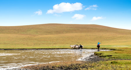 Horses on the prairie