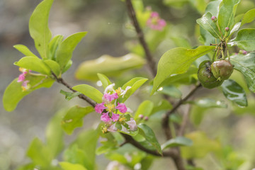 Raw cherry