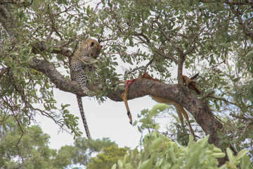 Leopard eating an impala prey on tree branch, Kruger National Park, South Africa