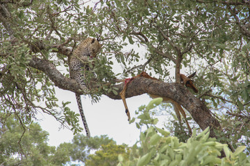 Leopard eating an impala prey on tree branch, Kruger National Park, South Africa