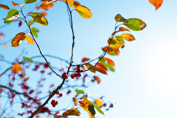 Multi colored autumn leaves over sunny blue sky