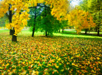 Autumn leaves carpet bokeh background