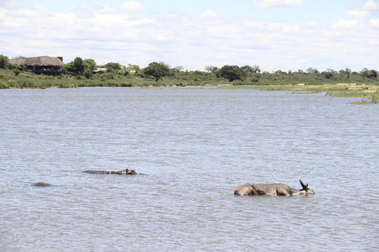 Hippos standing besides dead wildebeest in a river, Kruger Park, South Africa