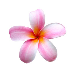 frangipani or pink plumeria flowers isolated with clipping path.