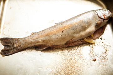 raw whole trout lies on metal tray