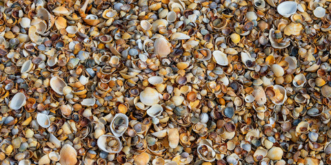 Small seashells on the beach. Background of the shell