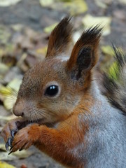Red squirrel eating a nut