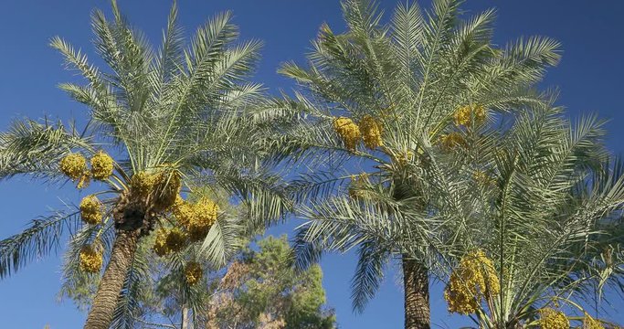 Date Palm Tree is a flowering plant species in the palm family. Date trees typically reach about 21–23 meters growing singly or forming a clump with several stems from a single root system.
