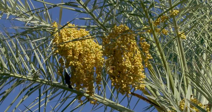 Date Palm Tree is a flowering plant species in the palm family. Date trees typically reach about 21&ndash;23 meters growing singly or forming a clump with several stems from a single root system.