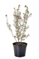 Leucophyllum frutescens in studio