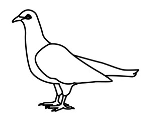 White dove bird