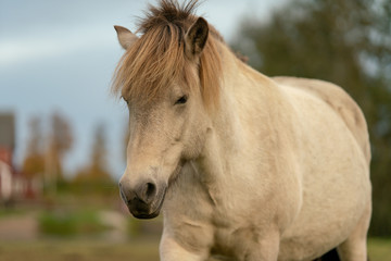 Obraz na płótnie Canvas White Iclandic Horse mare