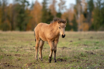 Naklejka na ściany i meble Young chestnut colored Icelandic horse foal