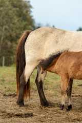 Fototapeta premium Icelandic horse foal suckling milk