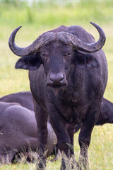 Cape Buffalo
