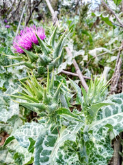 Silybum plants close-up in natural environment