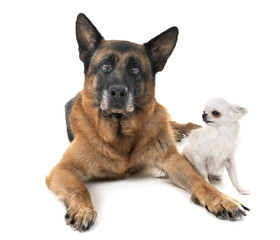 german shepherd and chihuahua