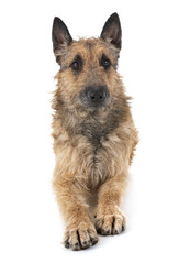 belgian shepherd laekenois