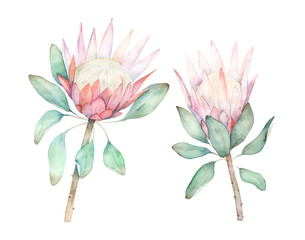 Exotic flower. Watercolor protea set. Hand drawn illustration - obrazy, fototapety, plakaty