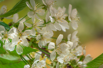 Cherry flowers with bright green coloured leaves