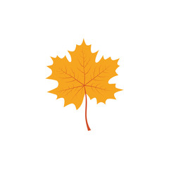 Maple leaf vector icon