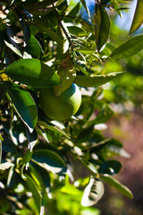 green limes on the tree