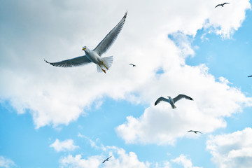 Seagull