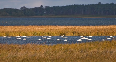 wo die Kraniche eine Rast einlegen...